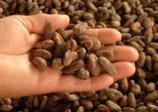 Cocoa Bean Quality Improvement Program
